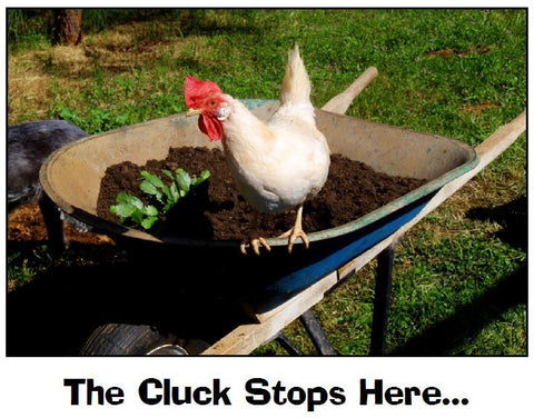 The Cluck Stops Here