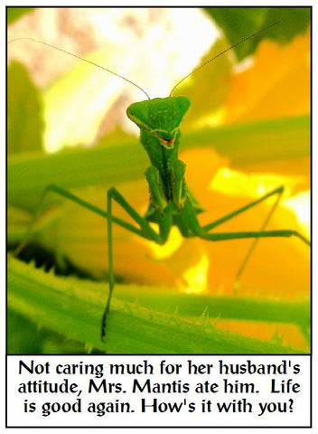 Mrs. Mantis