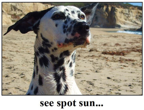 See Spot Sun...