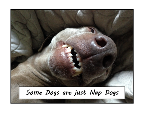 Nap Dogs